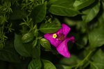叶子花