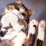 猫咪