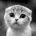 猫咪