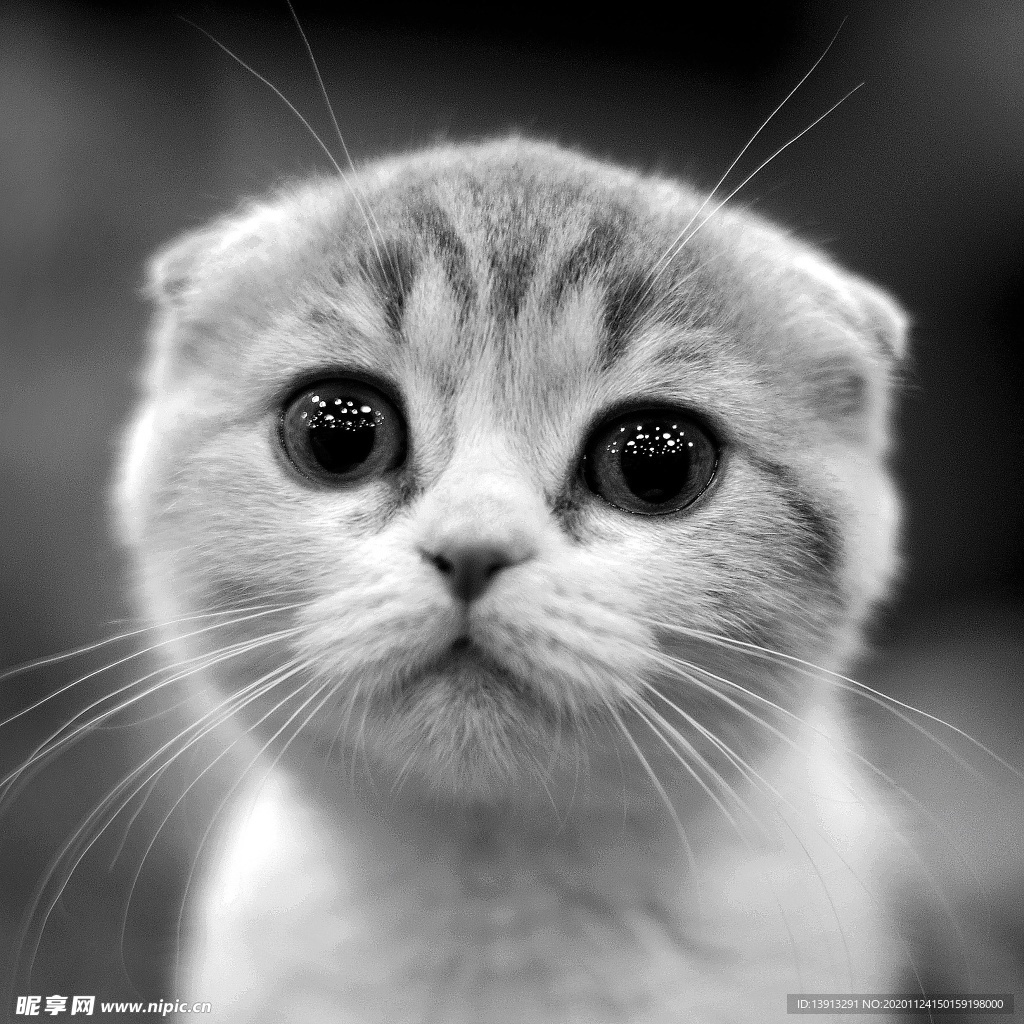 猫咪