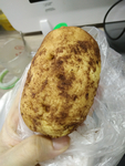 马玲薯