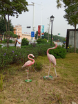 火烈鸟