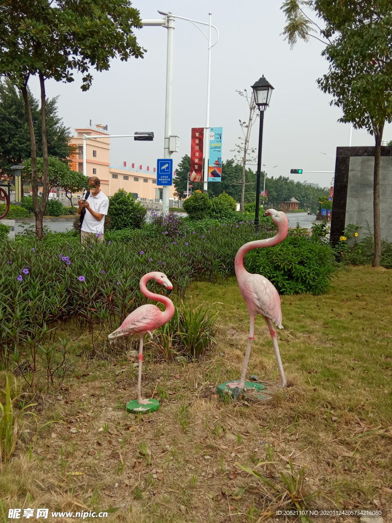 火烈鸟