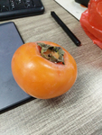 柿子