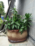 花瓶