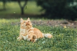 猫咪