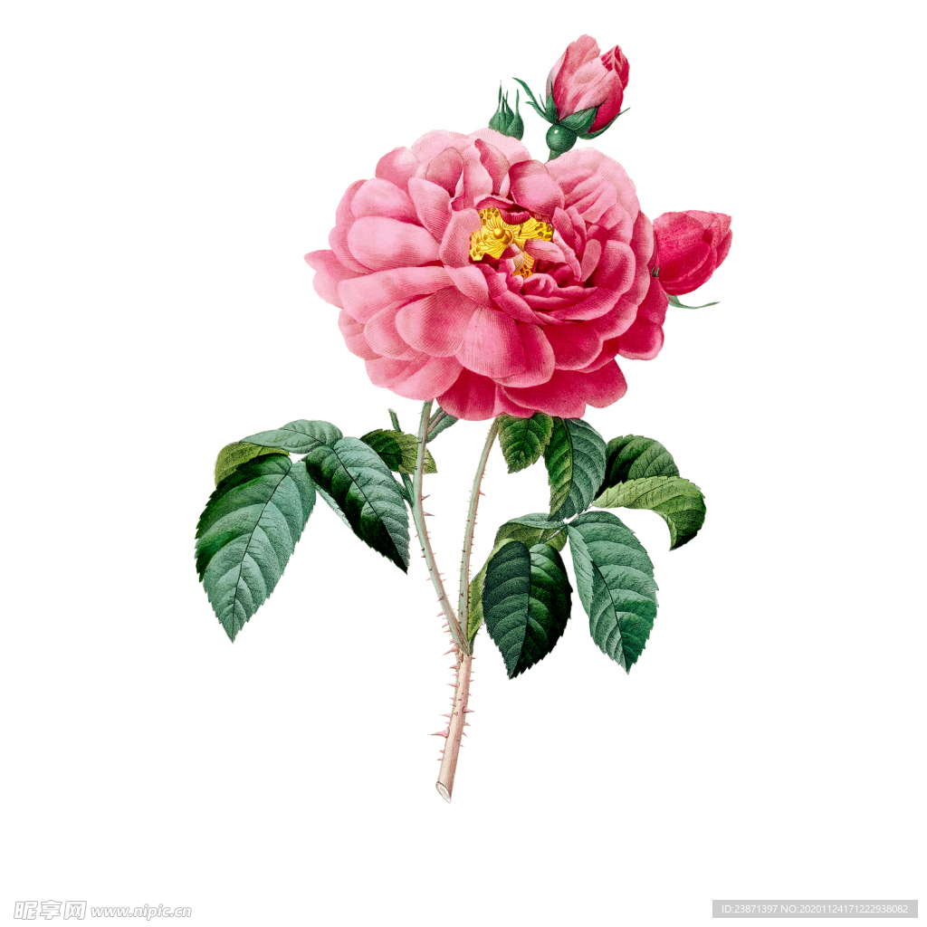 手绘花