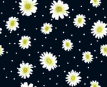 雏菊