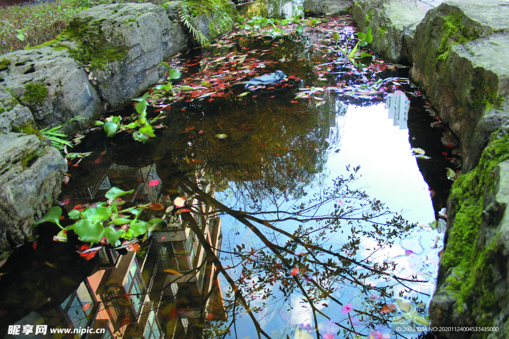 水葫芦    水池