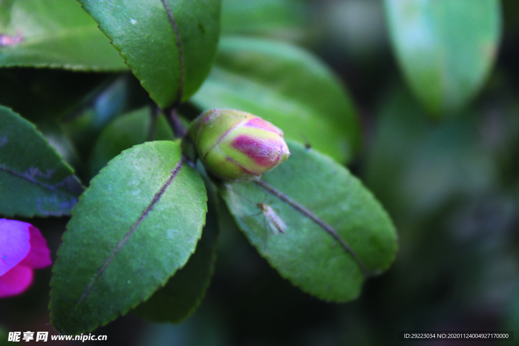 茶花花苞