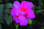 茶花