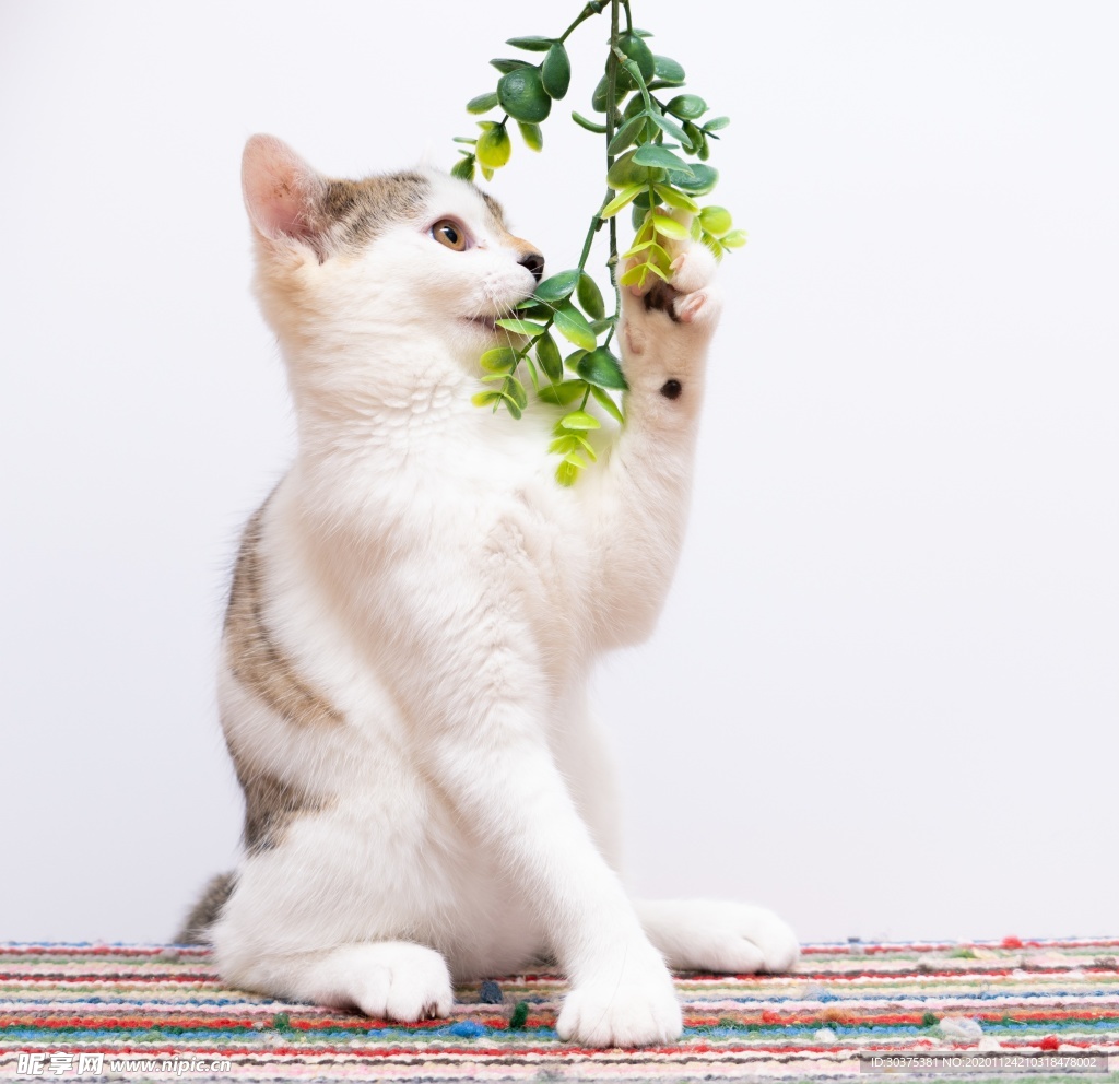 宠物猫