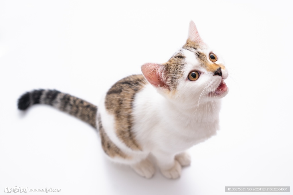 宠物猫