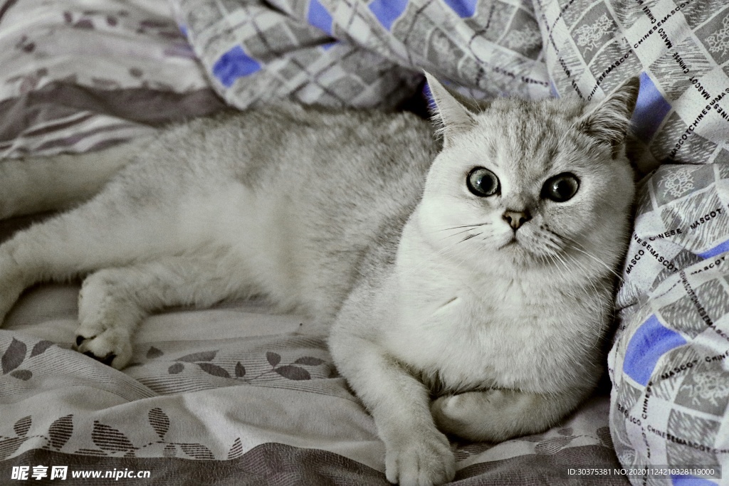 宠物猫