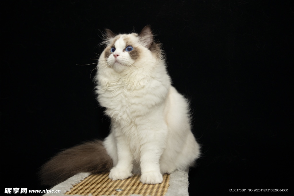 宠物猫