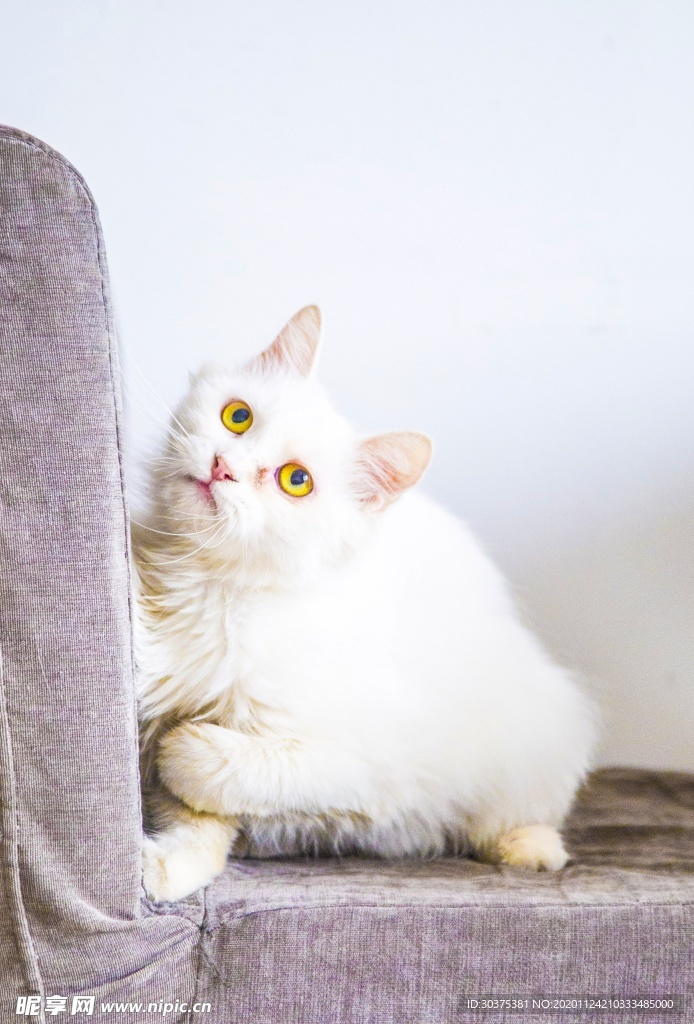 宠物猫