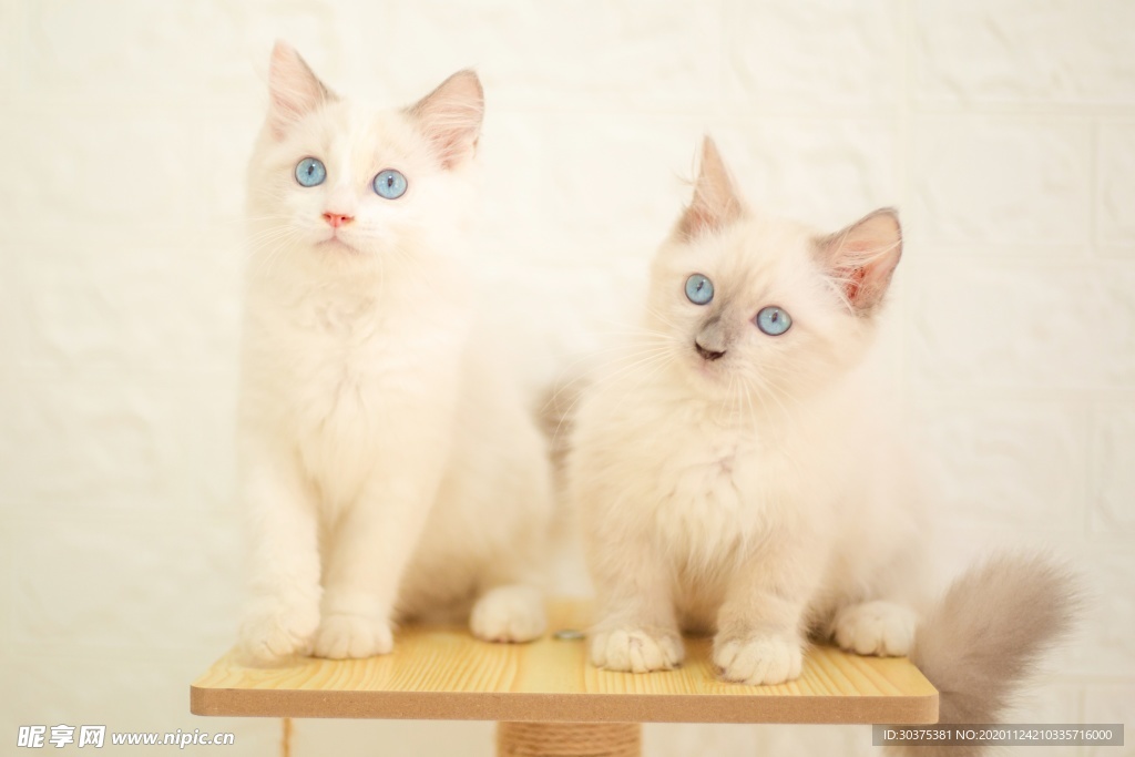 宠物猫