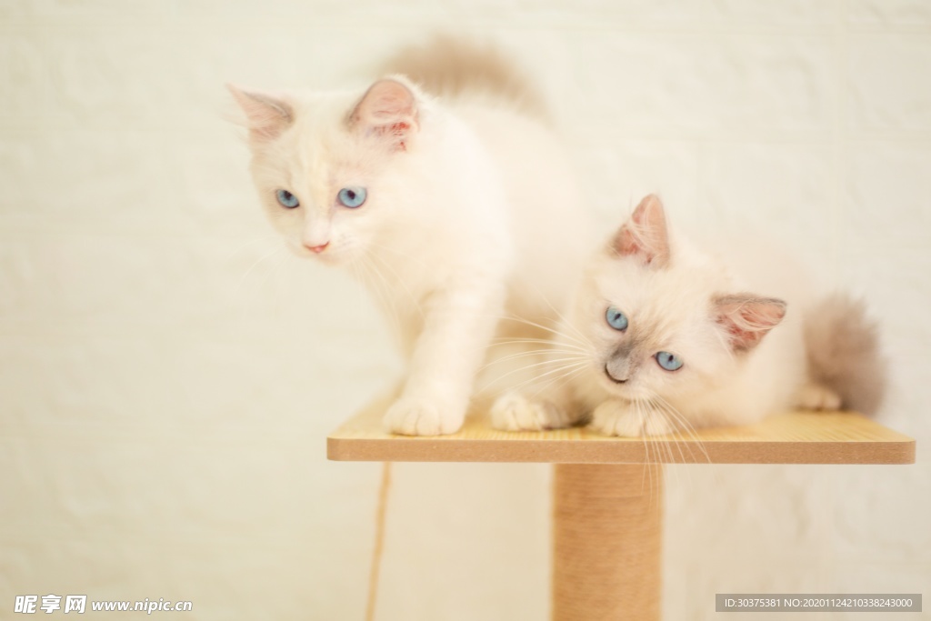 宠物猫