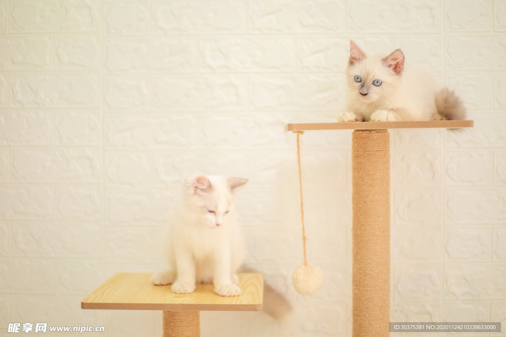 宠物猫