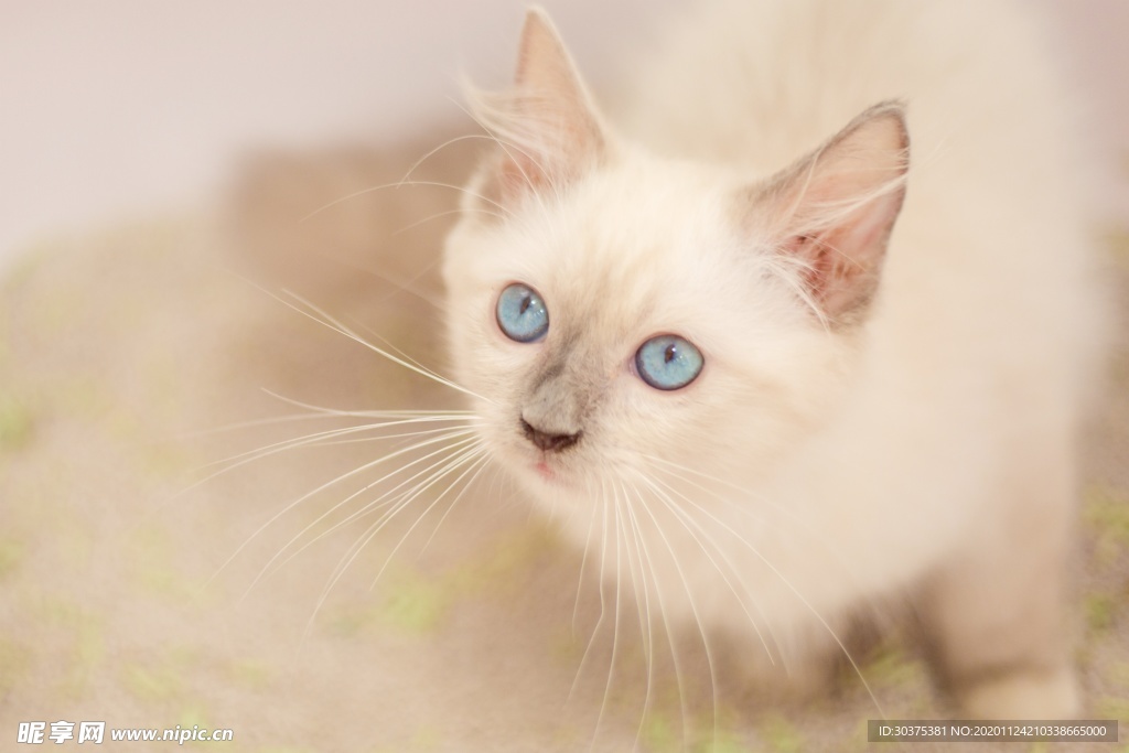 宠物猫