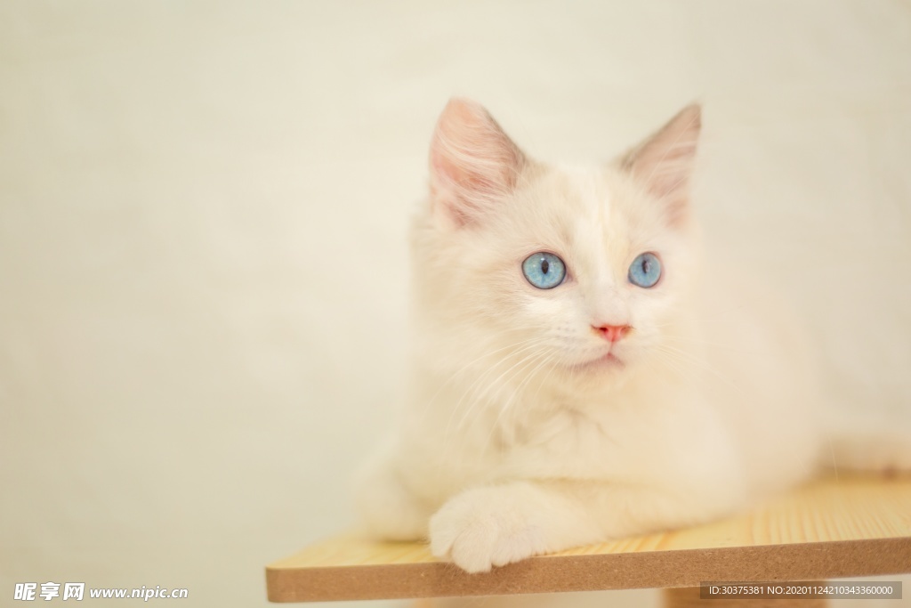 宠物猫