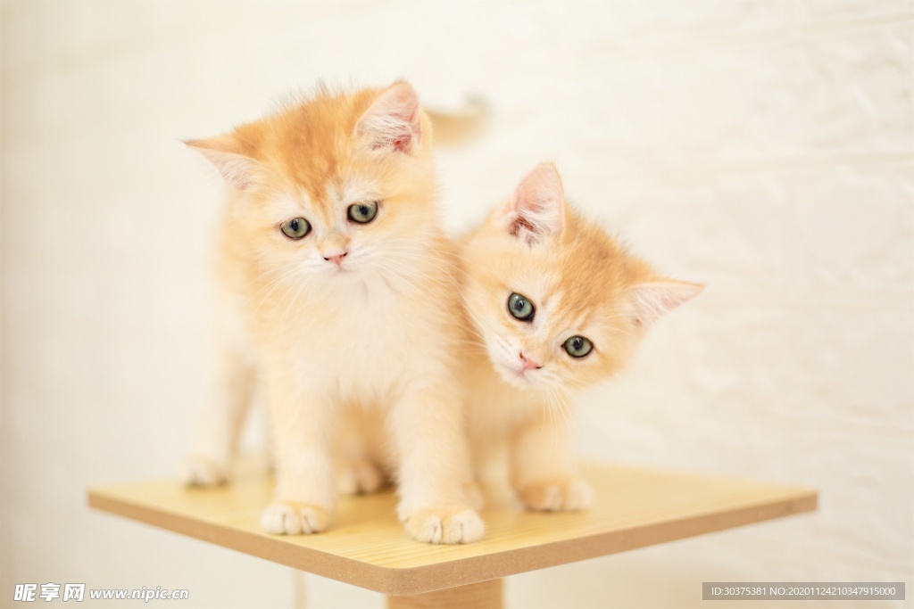 宠物猫