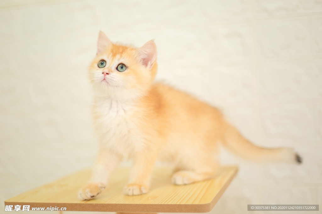 宠物猫