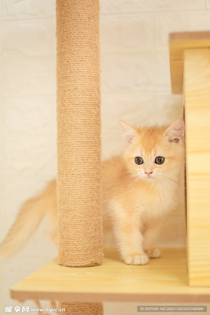 宠物猫