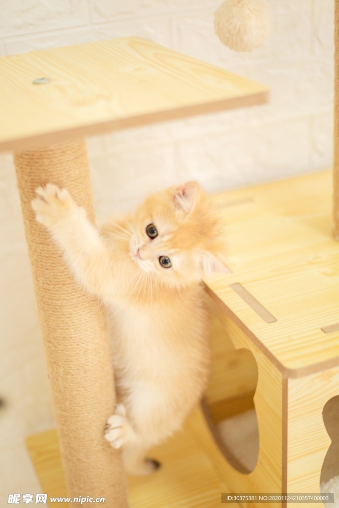 宠物猫