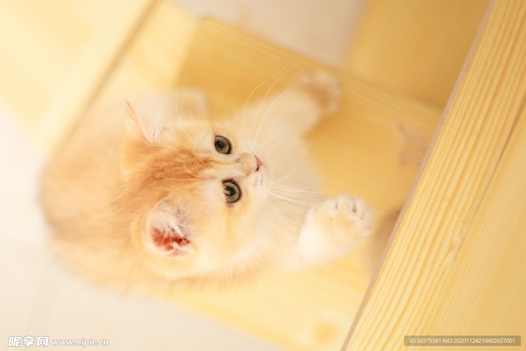 宠物猫