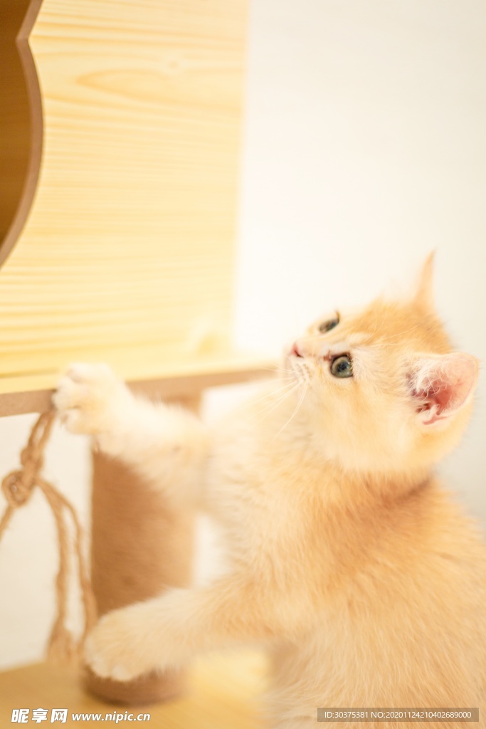 宠物猫