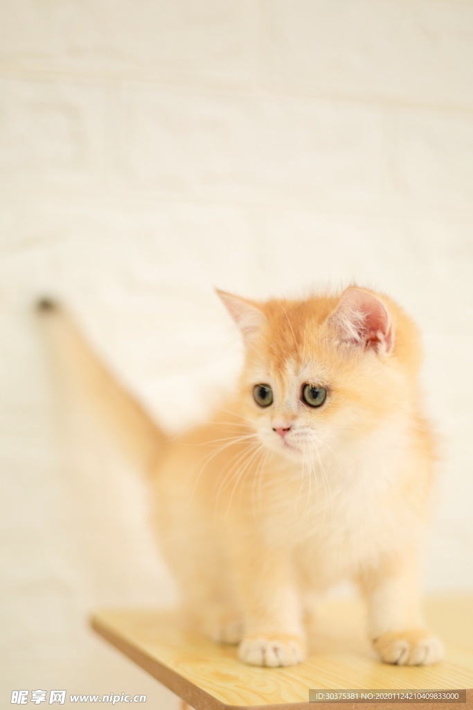 宠物猫