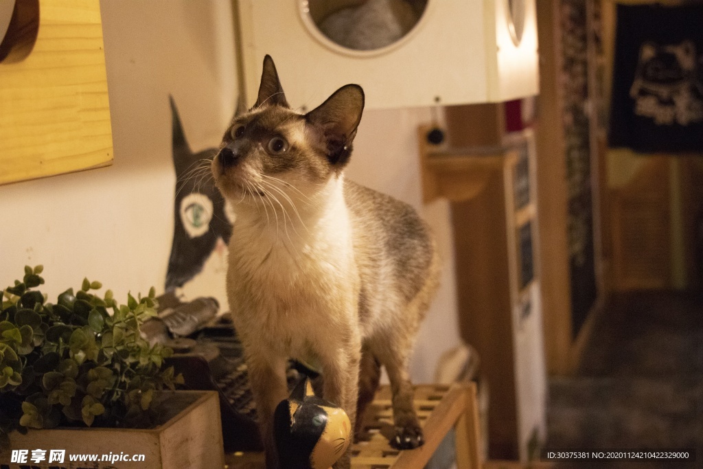 宠物猫