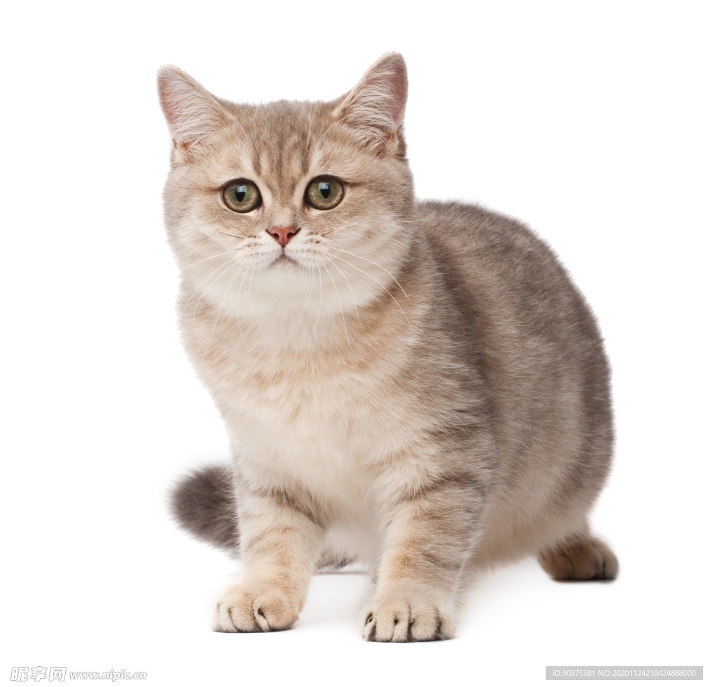 宠物猫