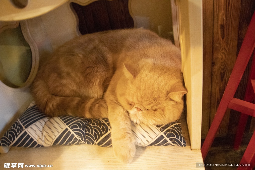 宠物猫