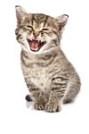 宠物猫
