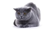宠物猫