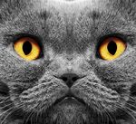 宠物猫