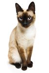 宠物猫