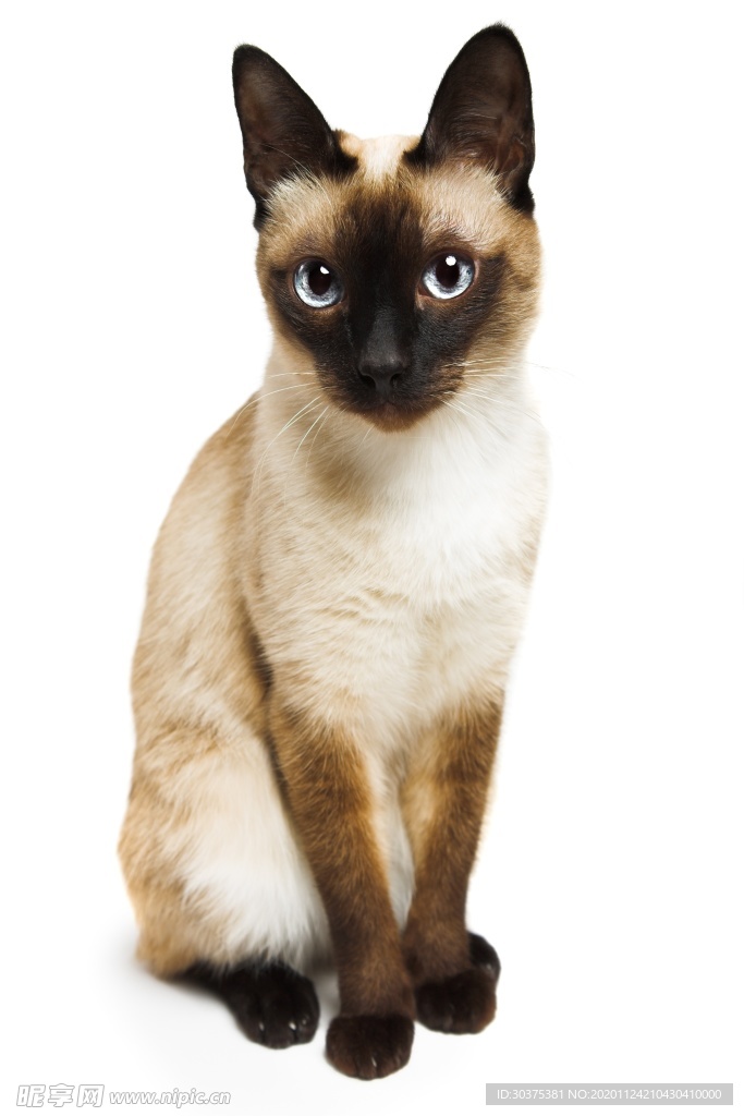 宠物猫
