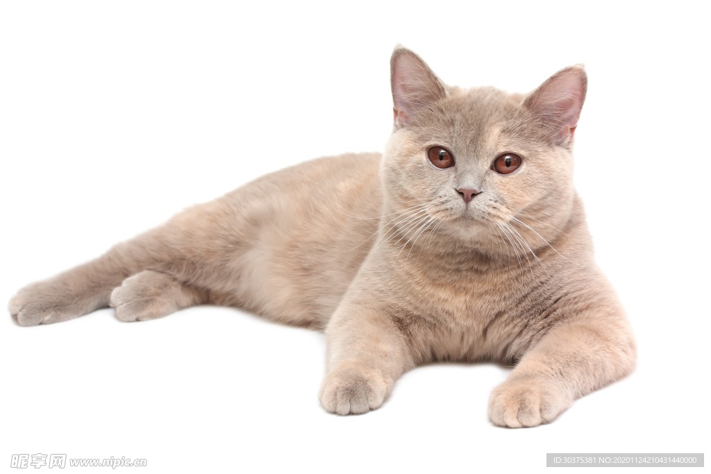 宠物猫