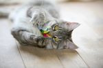 宠物猫