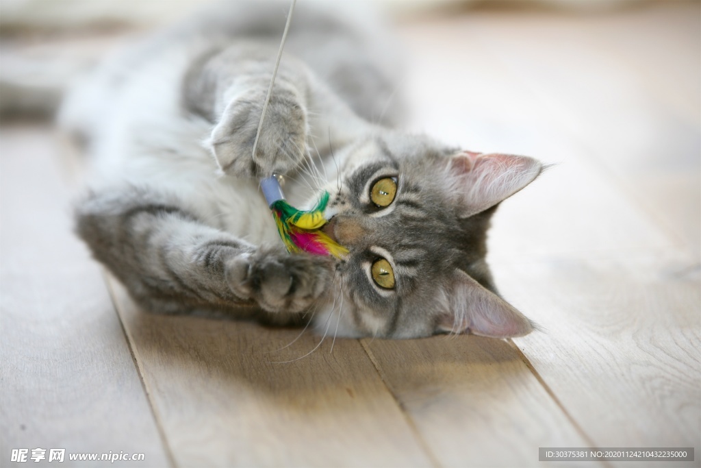 宠物猫