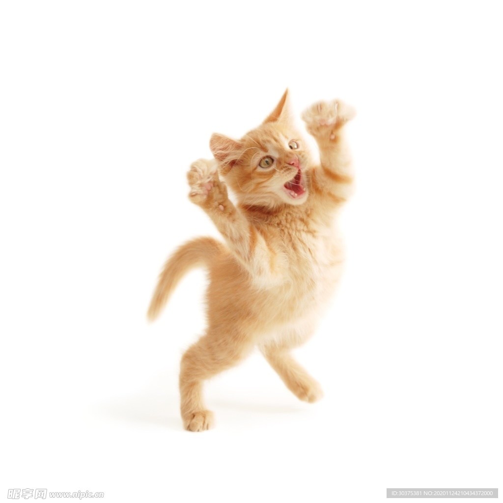宠物猫