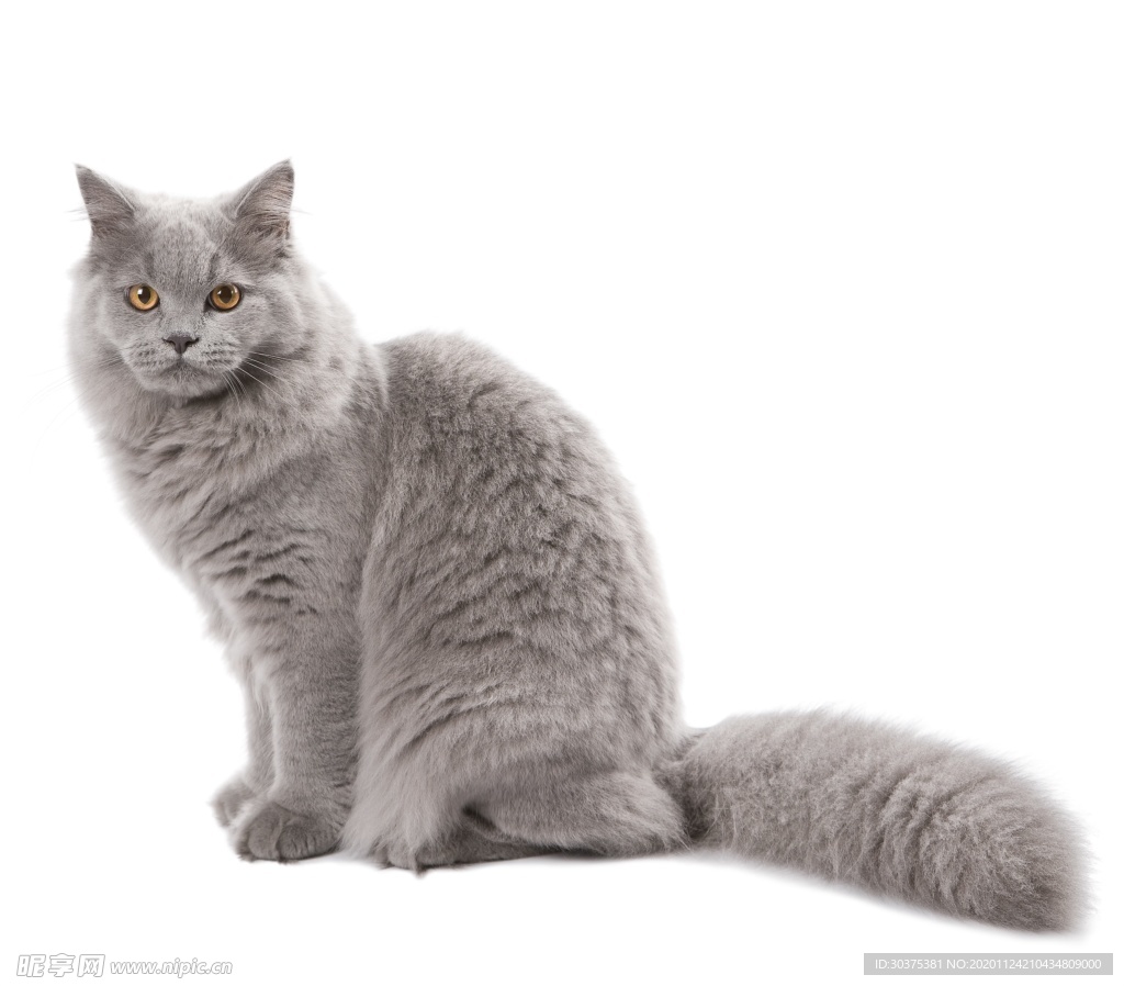 宠物猫