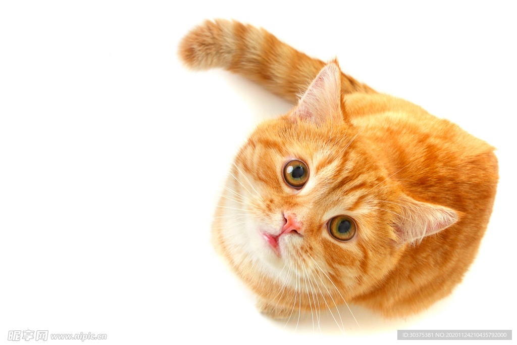 宠物猫