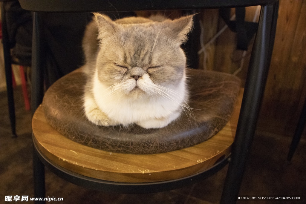 宠物猫