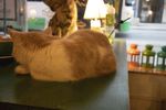 宠物猫