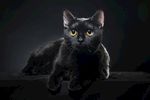 宠物猫