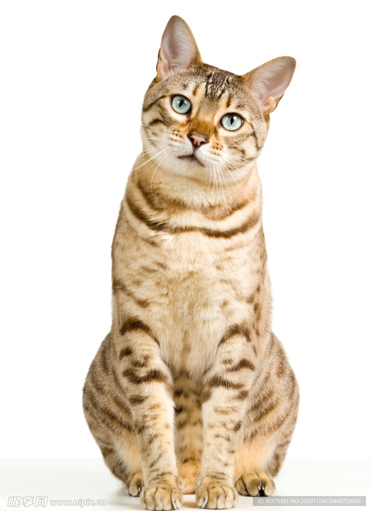 宠物猫